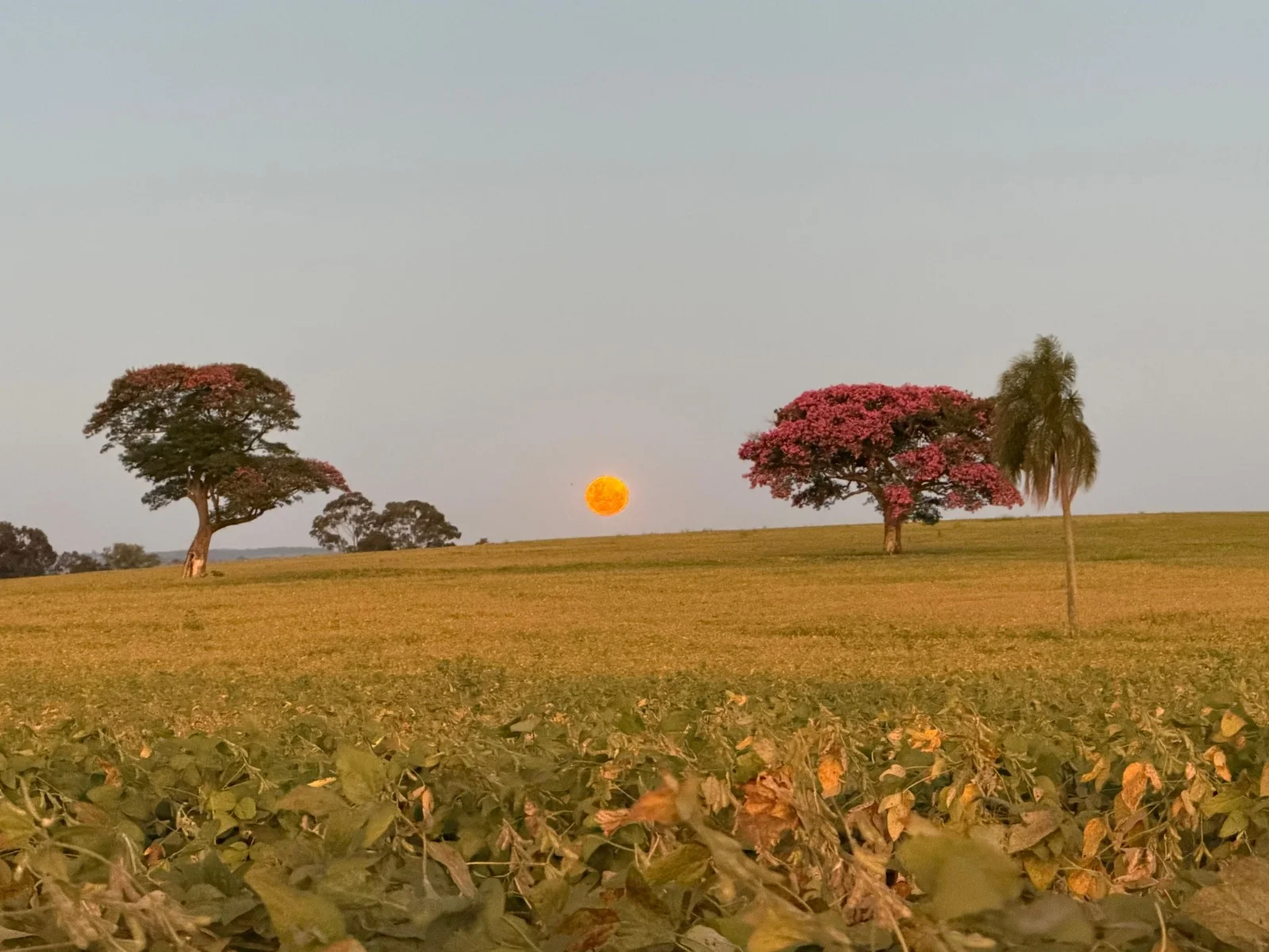 Campo ao pôr do sol